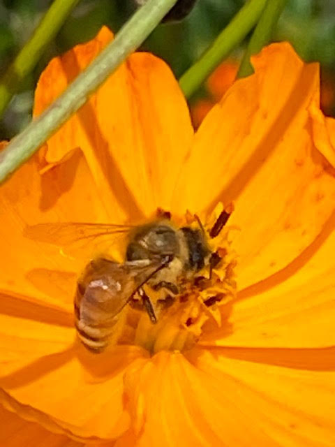 Summer Solstice - bee on a blossom